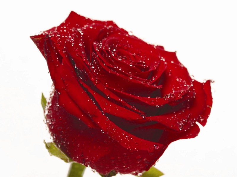 红玫瑰花美图图片